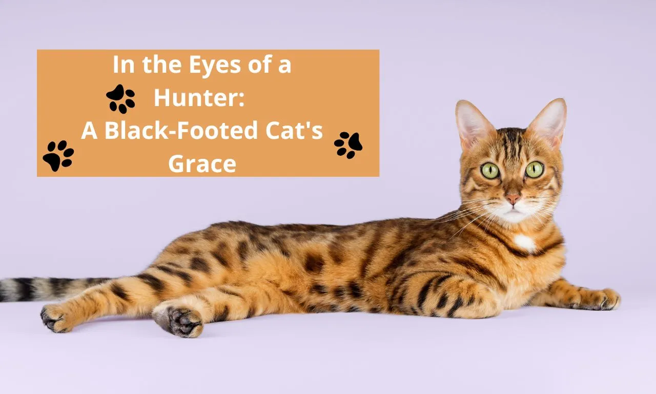 The Black-Footed Cat