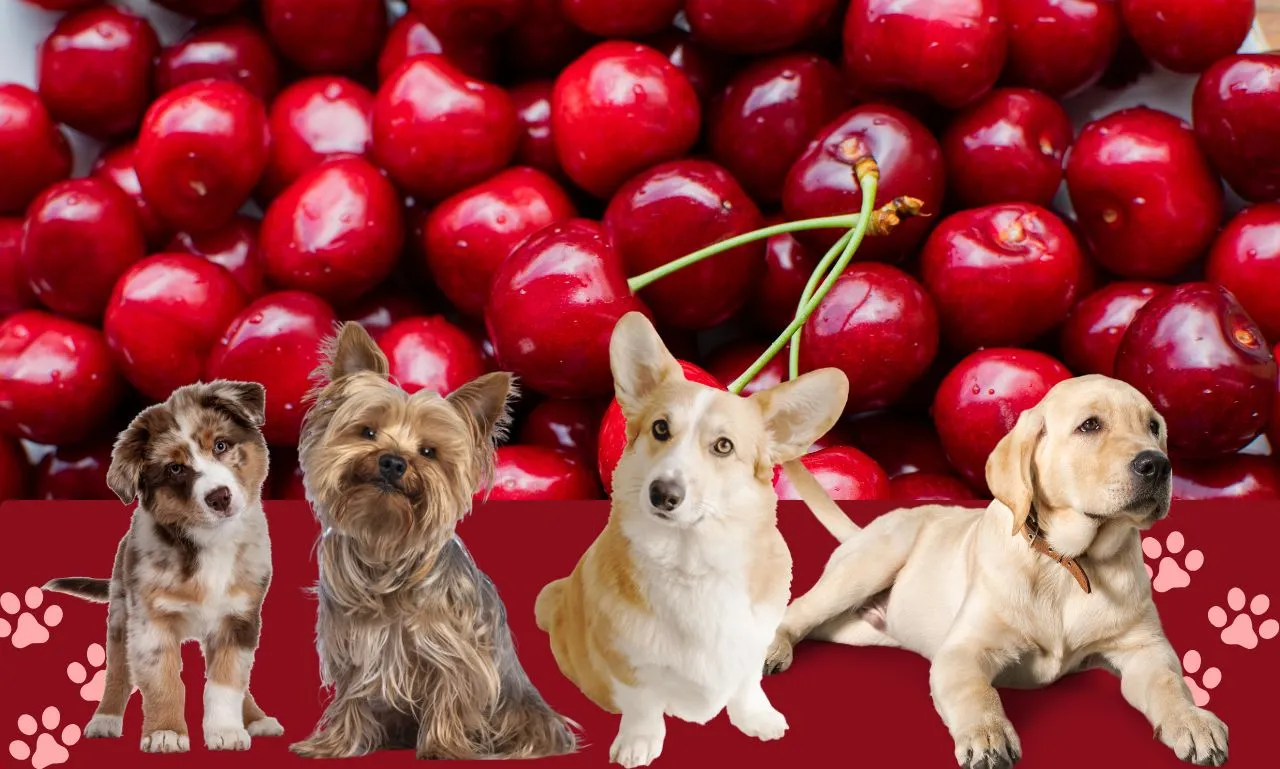 Can Dogs Eat Cherries